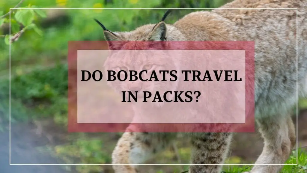 do bobcats travel in packs? featured image