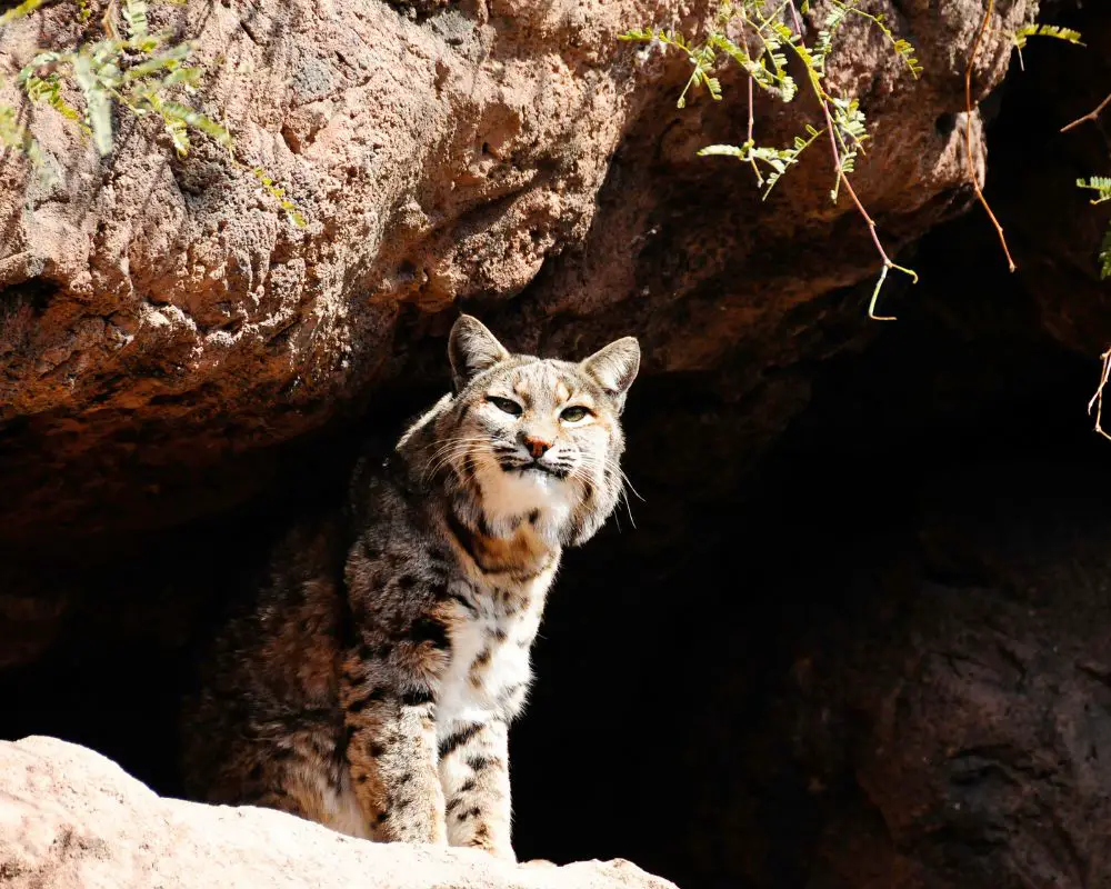 Bobcat at the hole 