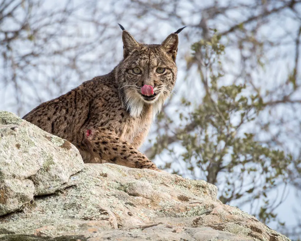 Bobcat is looking for the food