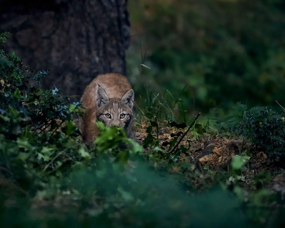 Bobcat at the forest