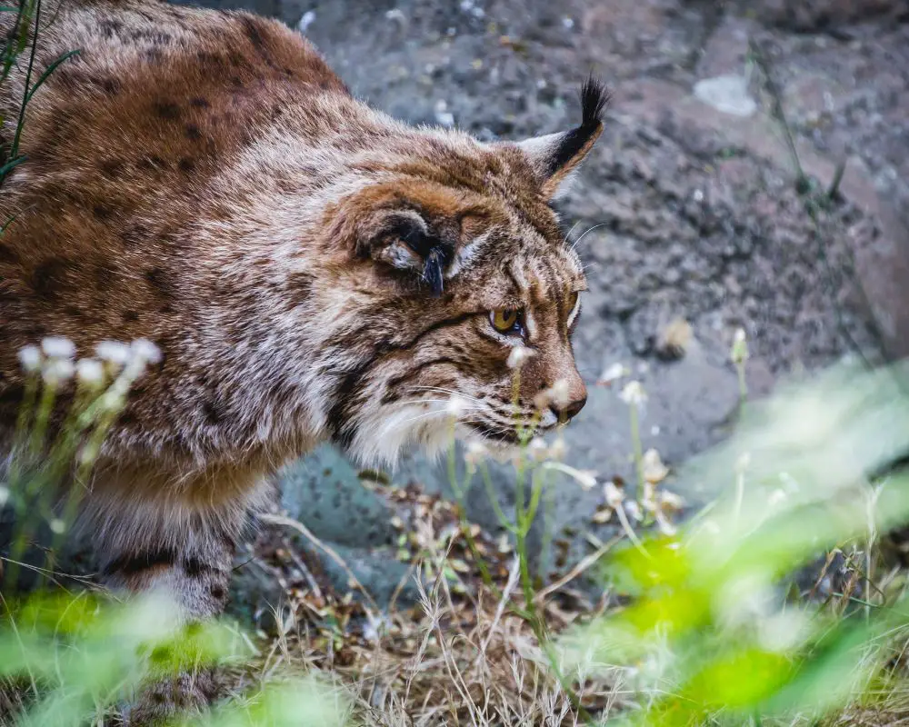 Bobcat in the forest