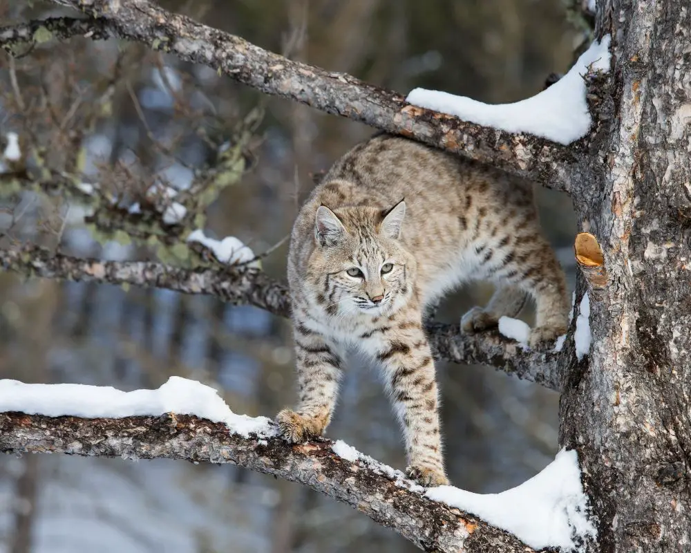 Bobcat above the tree