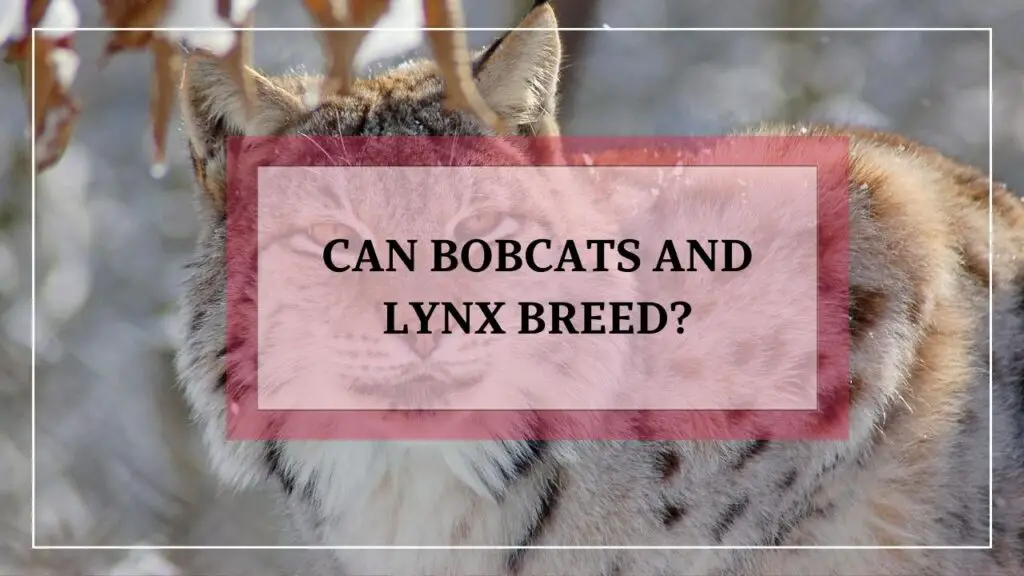 Can bobcats and lynx breed? featured image