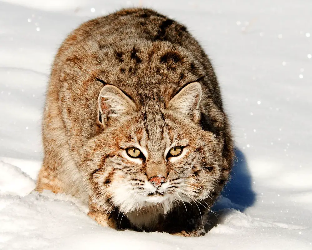 Do Bobcats Turn White In The Winter? Understanding Their Seasonal Coat ...