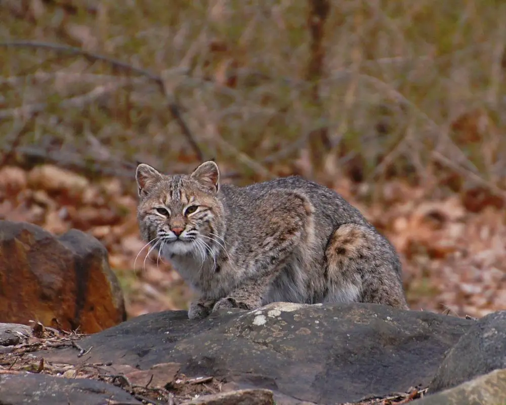 Bobcat at the forest