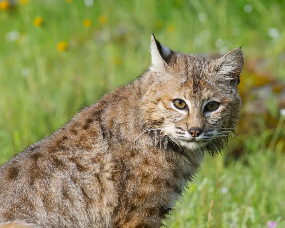 Bobcat