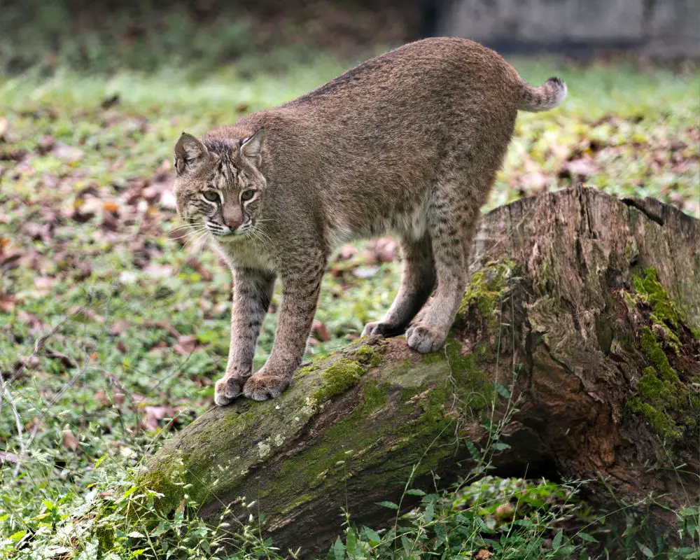 Bobcat on the forest