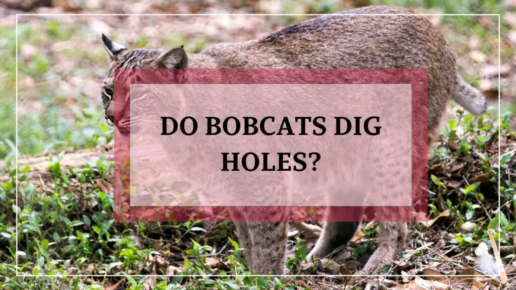 do bobcats dig holes? featured image