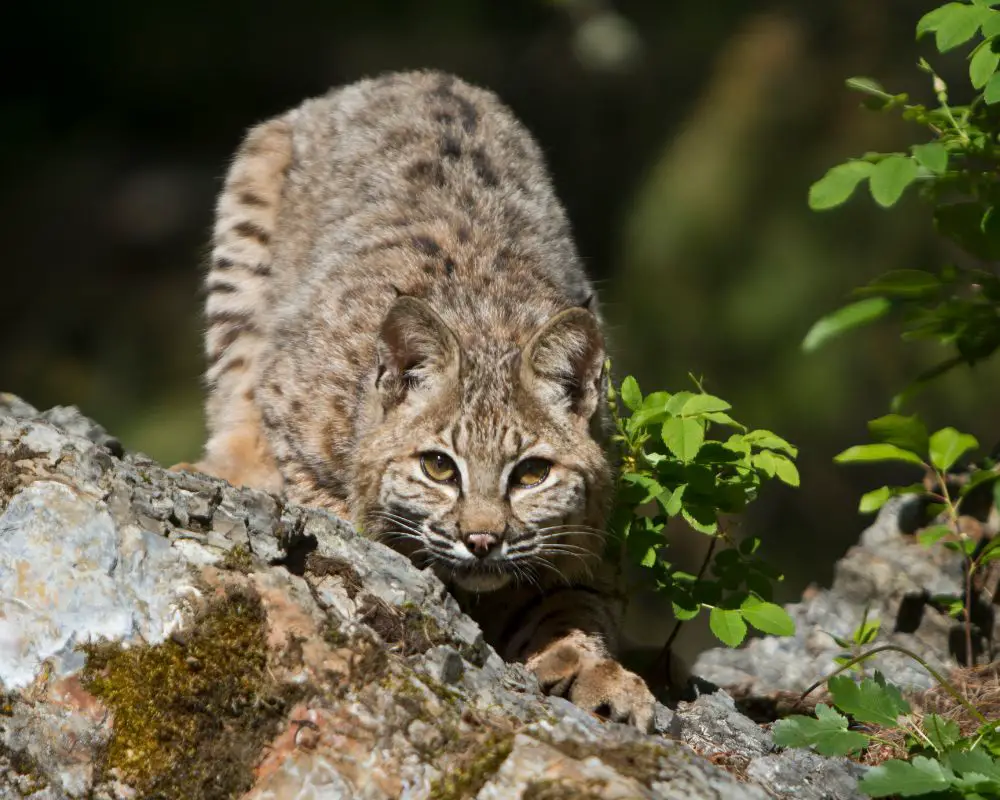 Bobcat is looking for somethimg