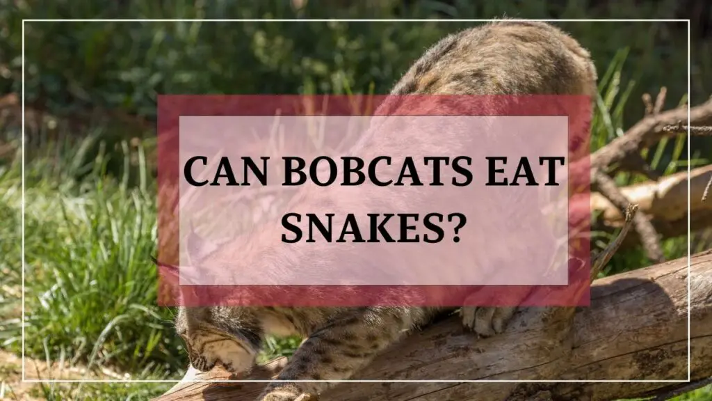 Can bobcats eat snakes? featured image