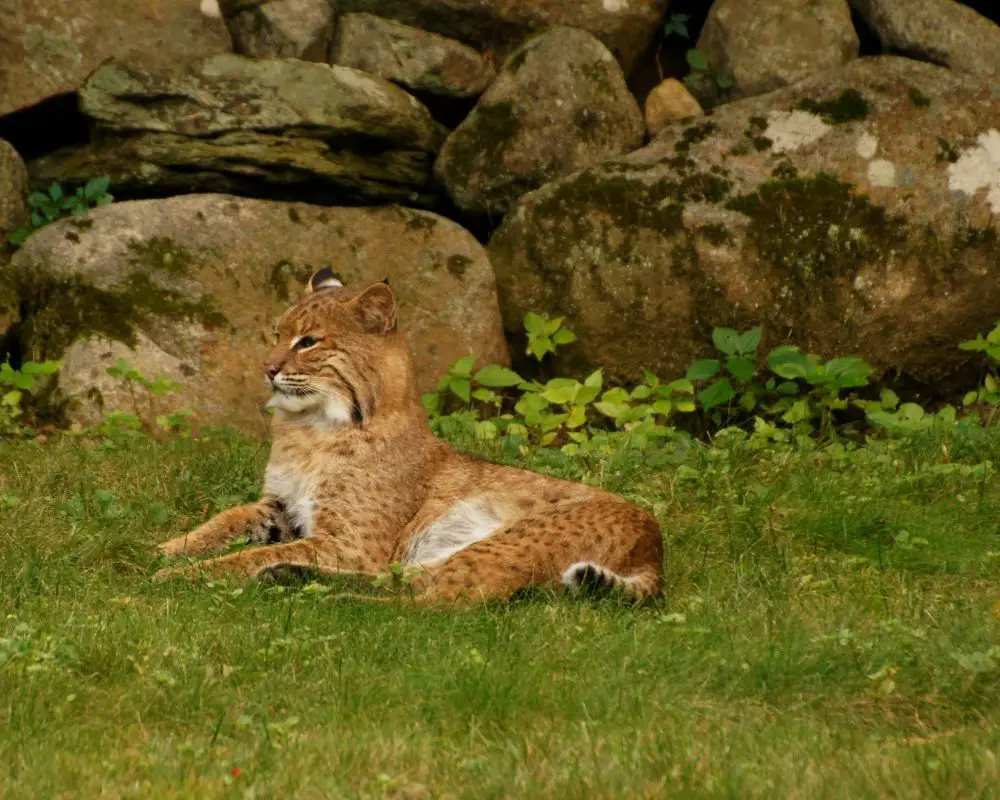 Bobcat is sitting alone