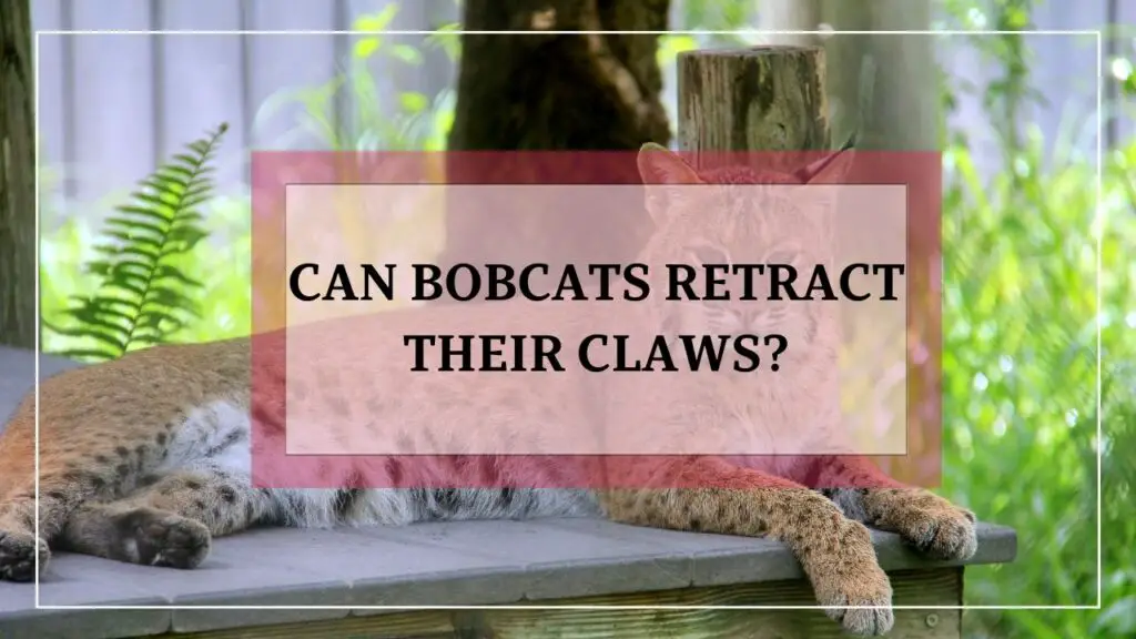 can bobcats retract their claws? featured image