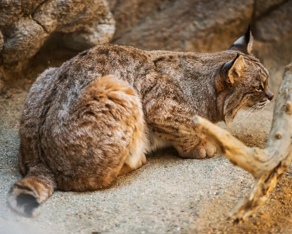 Bobcat