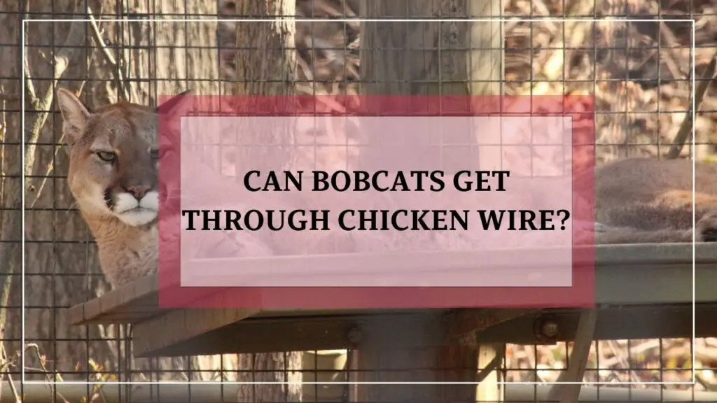 can bobcats get through chicken wire? featured image