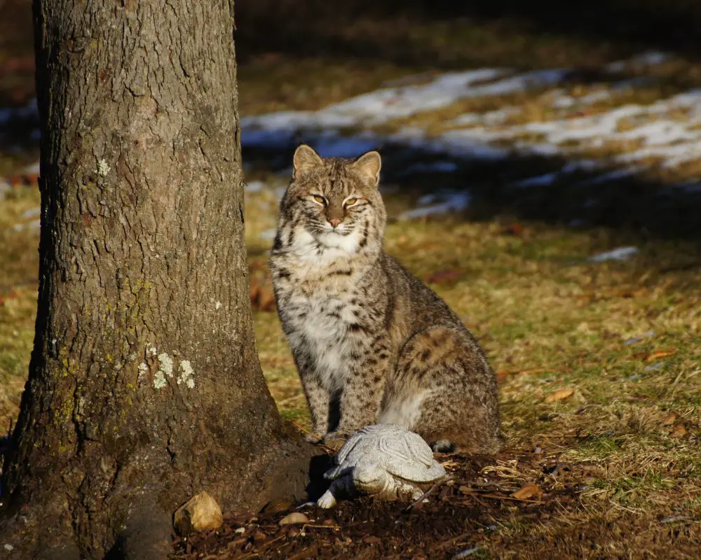 Bobcat near the tree