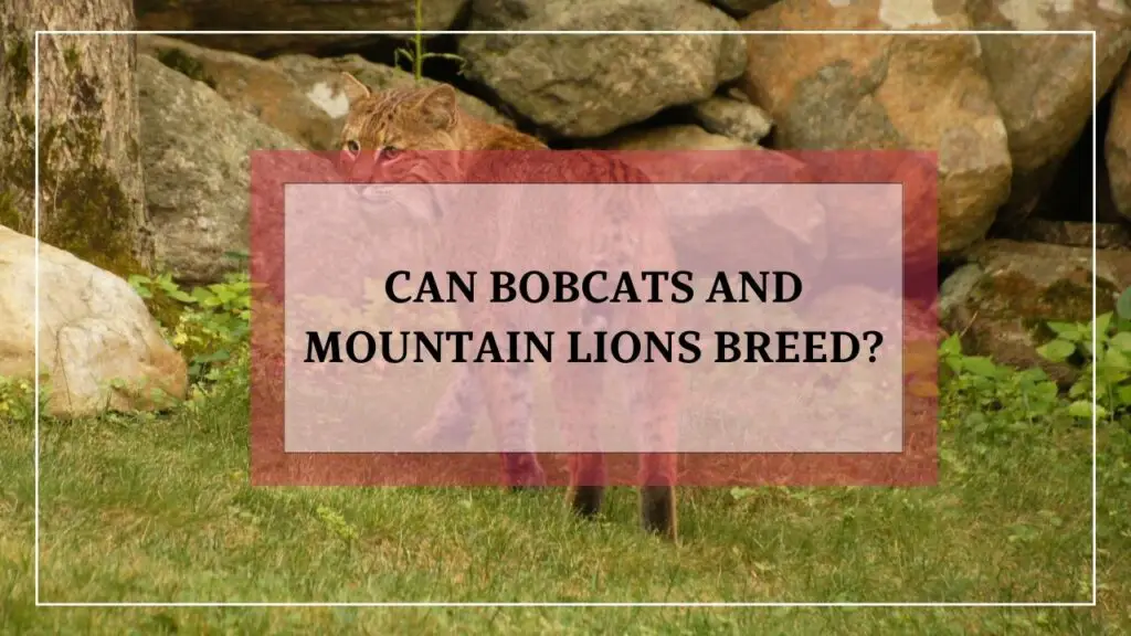 can bobcats and mountain lions breed? featured image