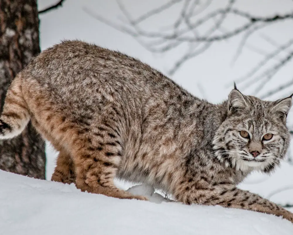 Bobcat on the ice