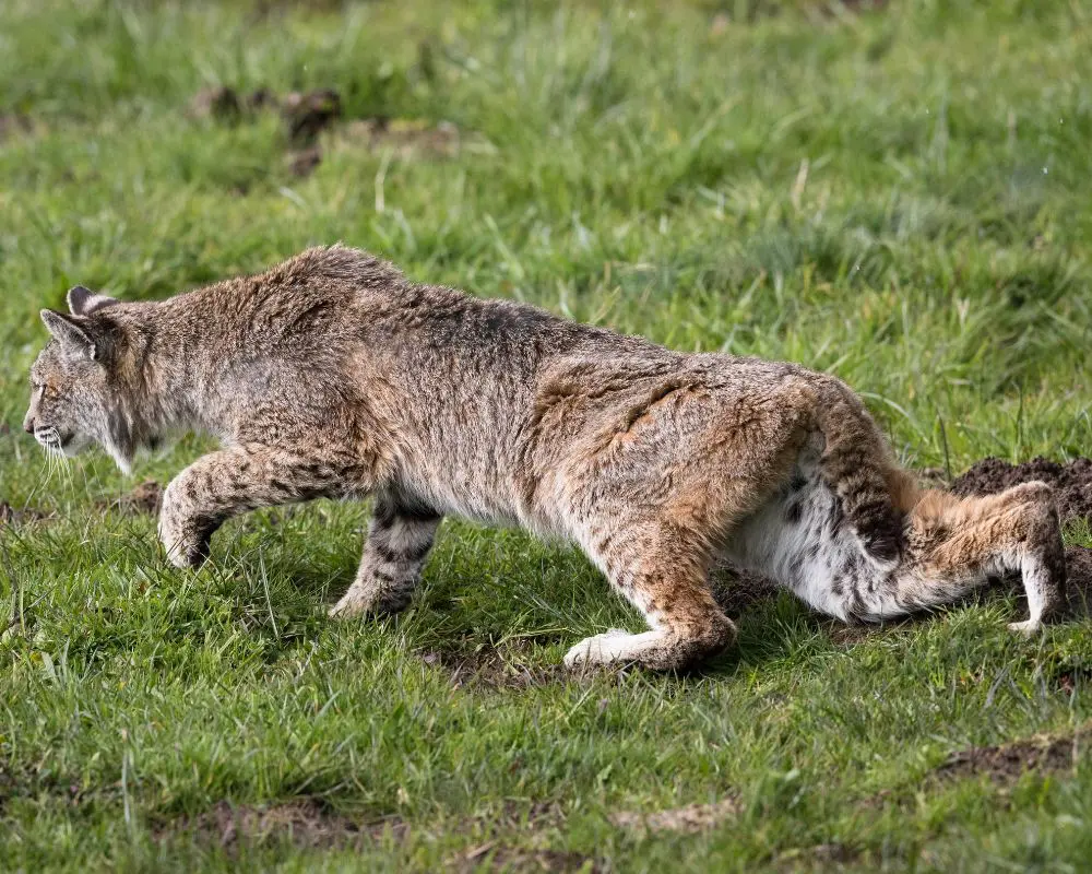 Bobcat is sneaking