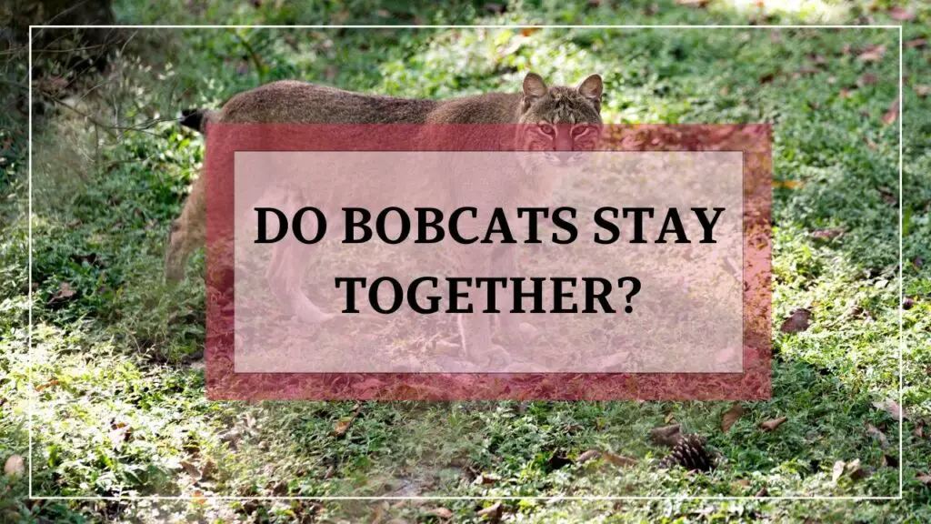 Do Bobcats Stay Together? featured image