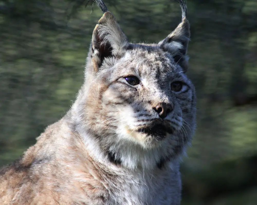 Bobcat with black eyes