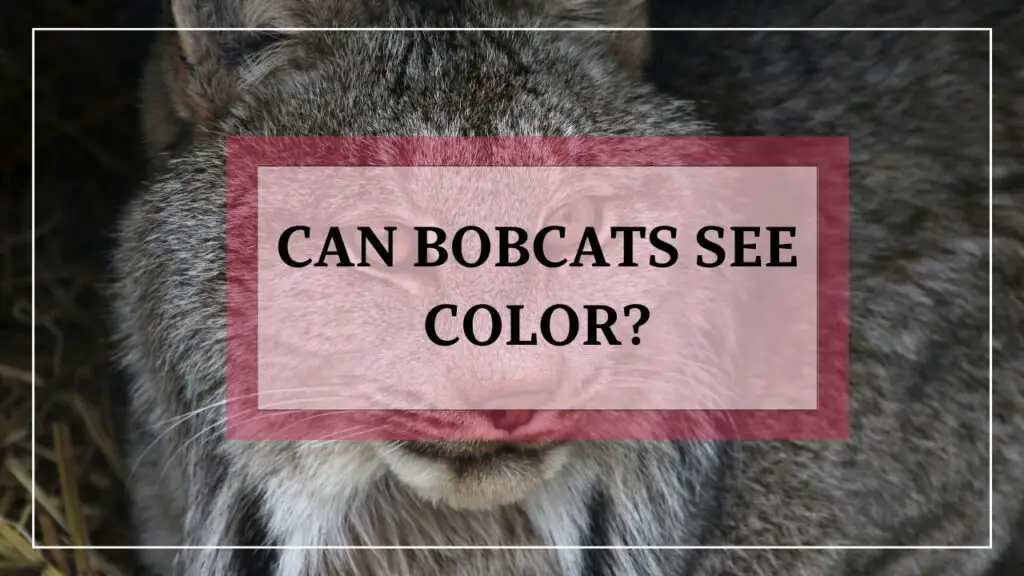 can bobcats see color? featured image