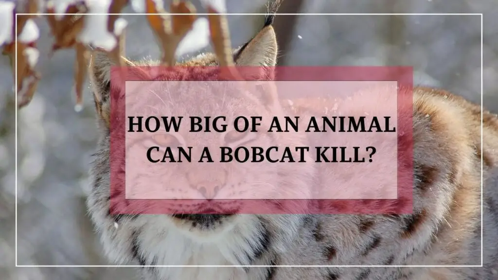 how big of an animal can a bobcat kill? featured image