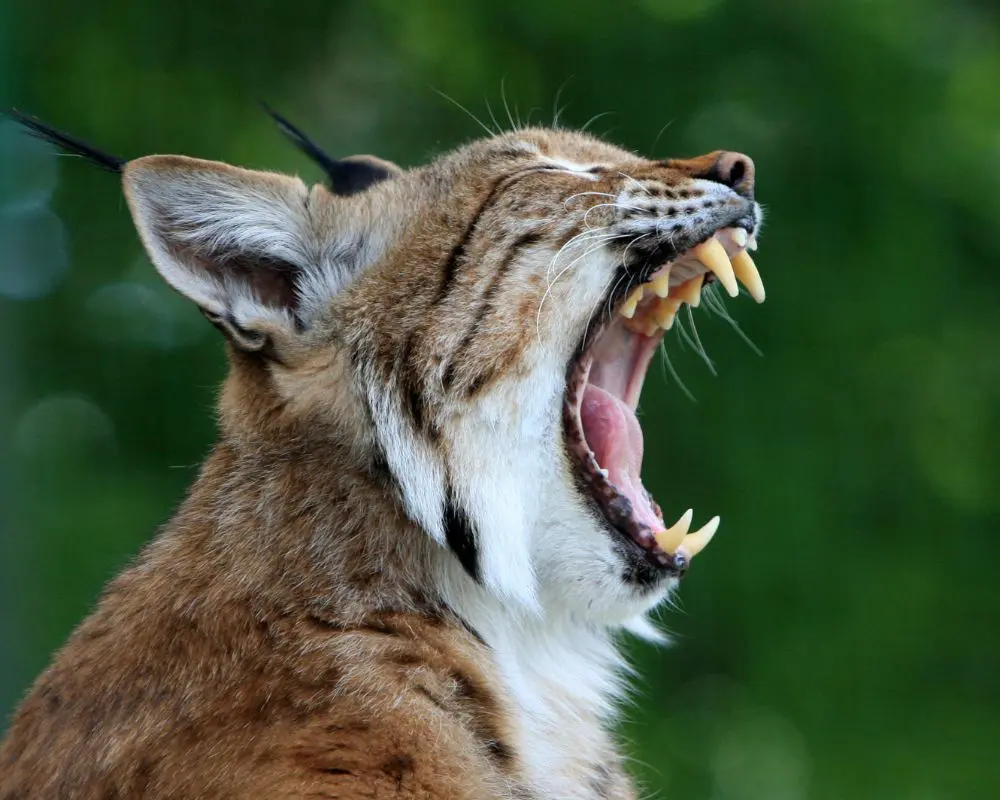Bobcat with sharp teeth and claws