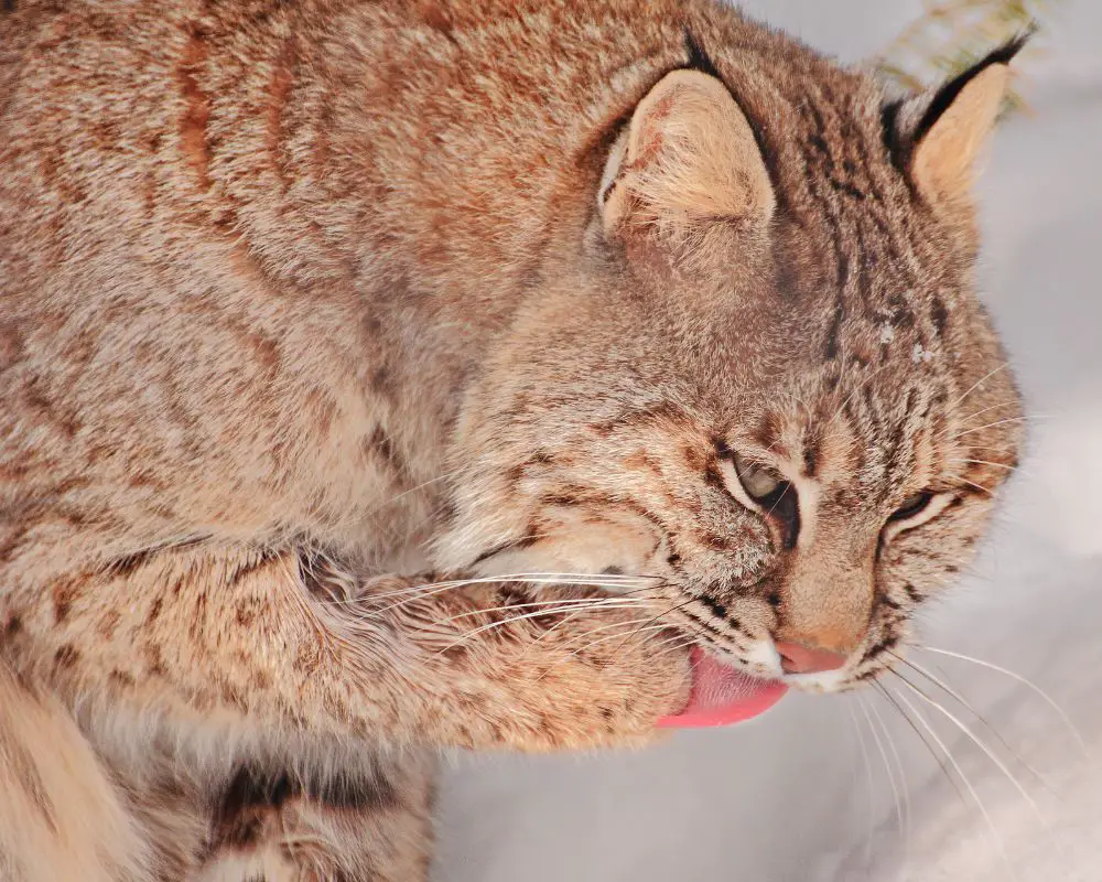 Brown Bobcat with brown feet