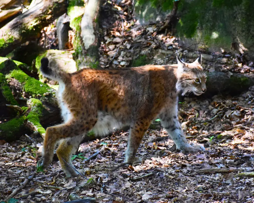 Bobcat at the forest