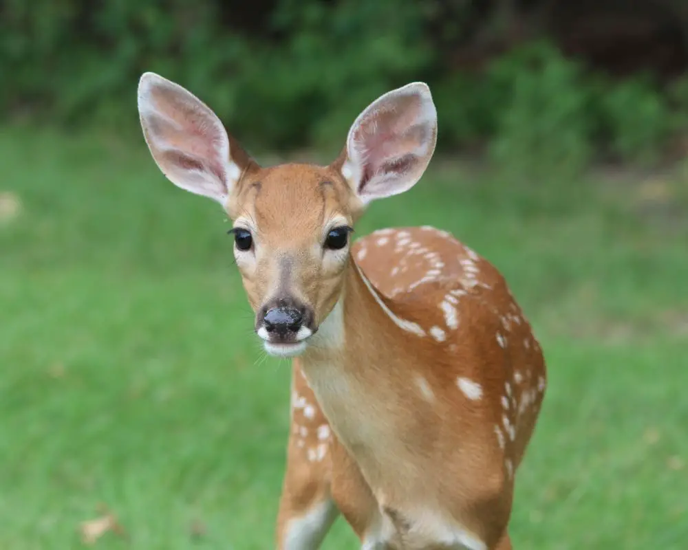 Deer in the forest