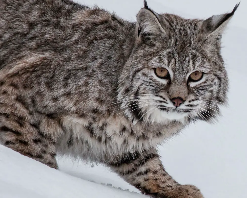 A Gray Bobcat