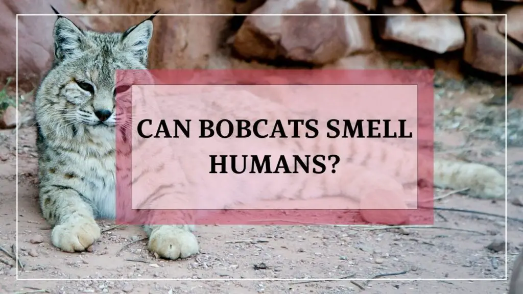 can bobcats smell humans? featured image