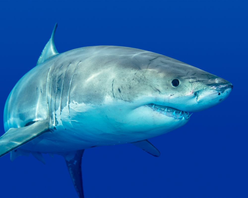 Great White Shark