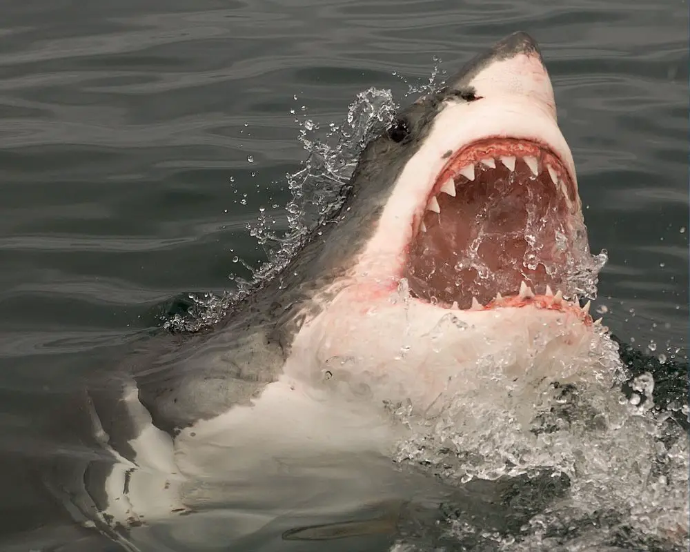  Great white shark above the sea