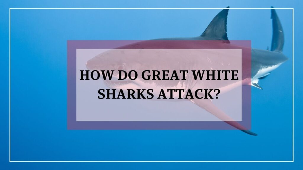 How do great white sharks attack? featured image