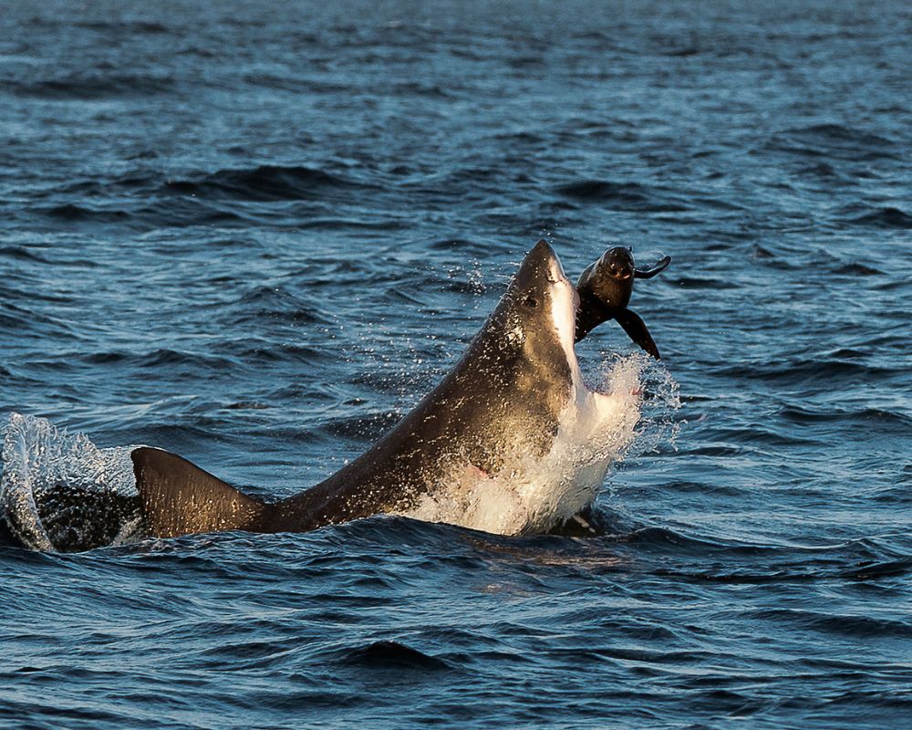 Great white shark is eating seals