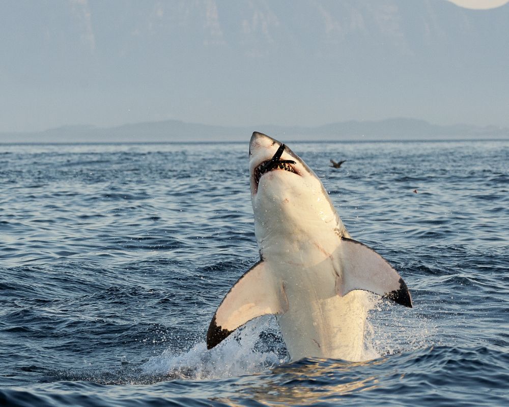 Great White Shark Is Eating Something