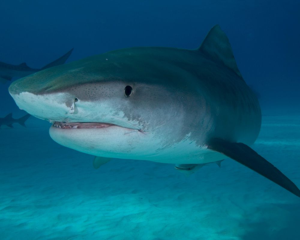 Great white shark under the sea 