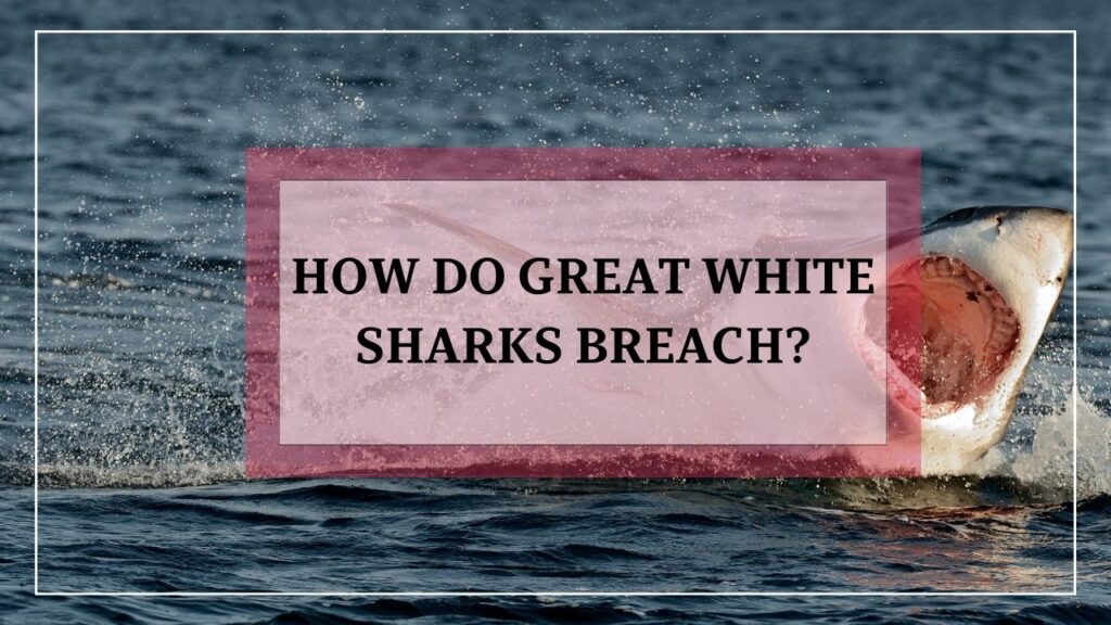 how do great white sharks breach?featured image