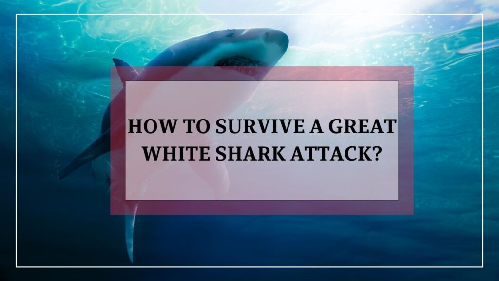 how to survive great white shark attack? featured image