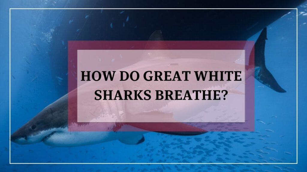 how do great white sharks breathe? featured image