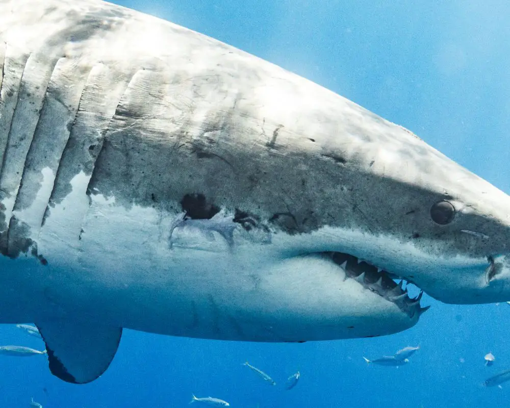 Great white shark with gill slits