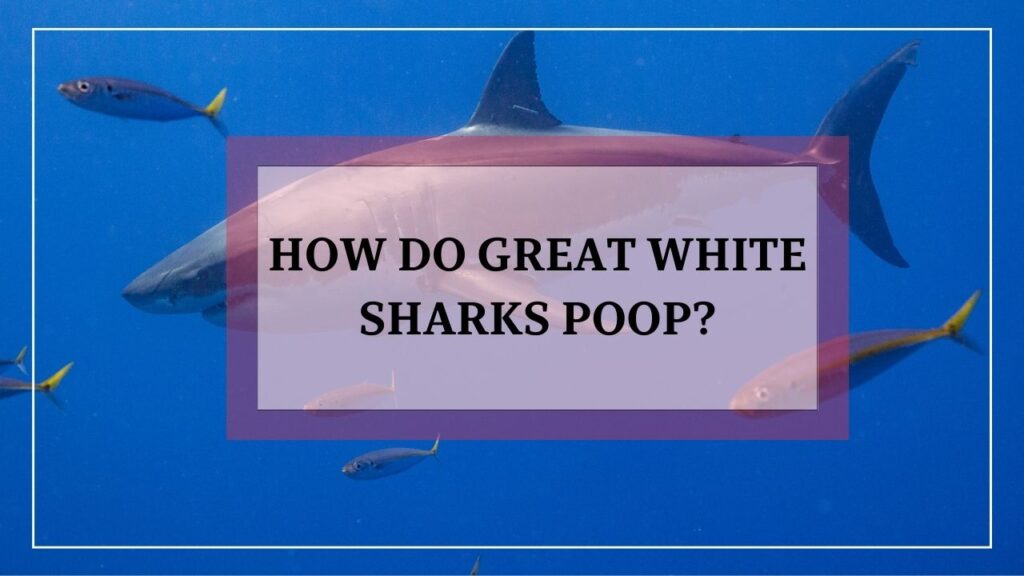 how do great white sharks poop? featured image