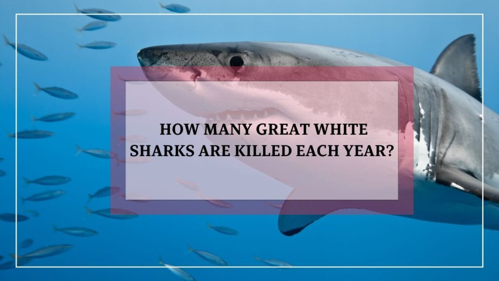 how many great white sharks are really killed each year? featured image