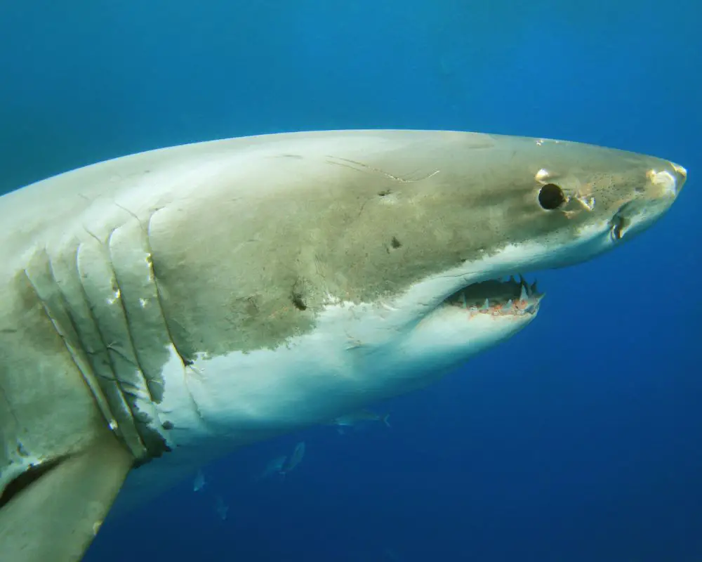 Great white shark under the sea
