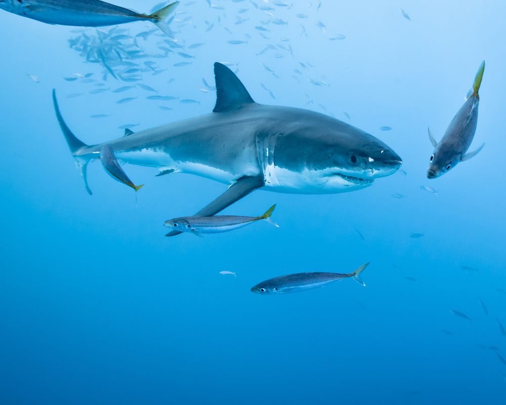 Great white shark with fish