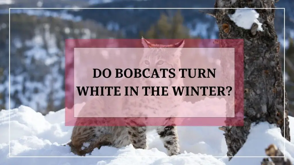 do bobcats turn white in the winter? featured image