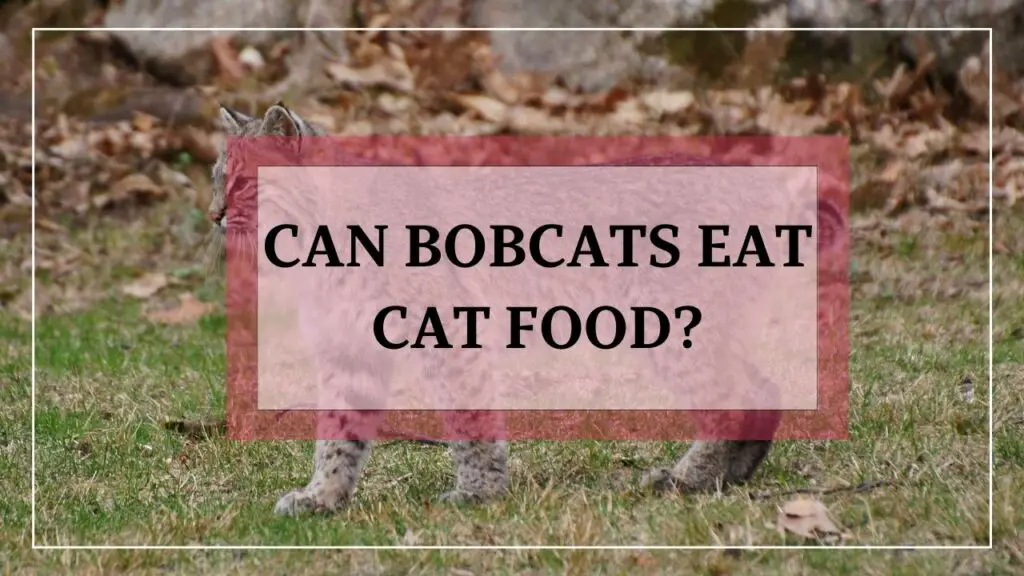 Can bobcats eat cat food ? featured image