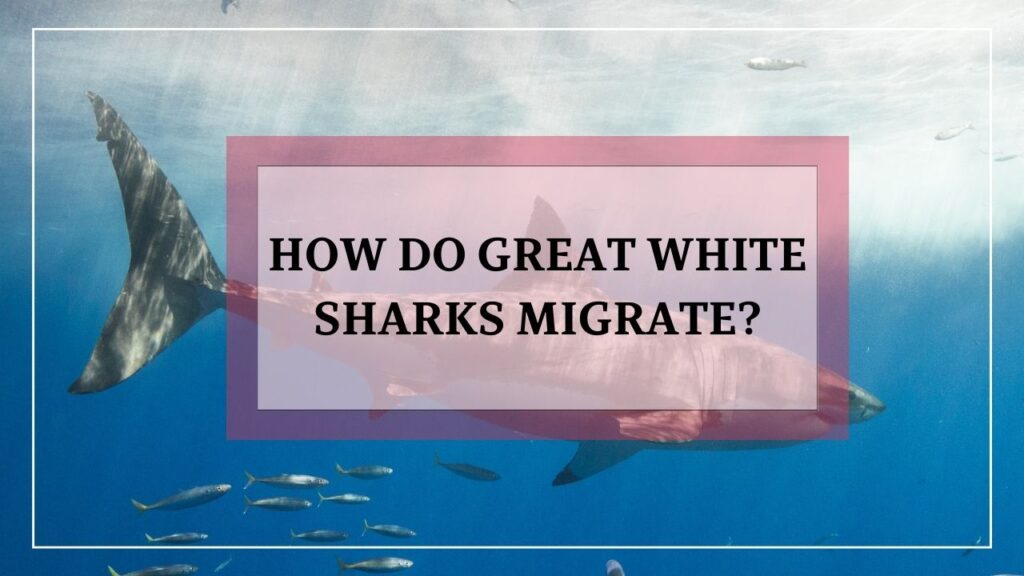 how do great white sharks migrate? featured image