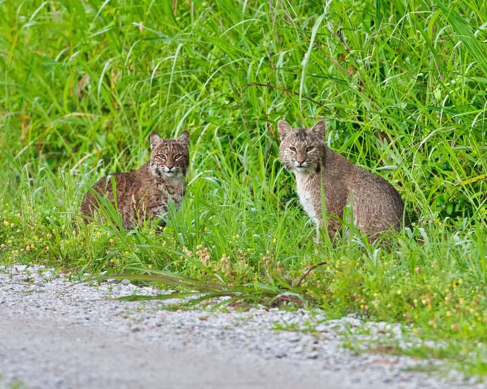 Two bobcats 